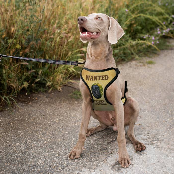Персонализиран нагръдник за куче - Wanted